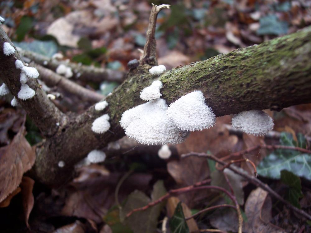 ritrovamenti invernali nel parco ticino